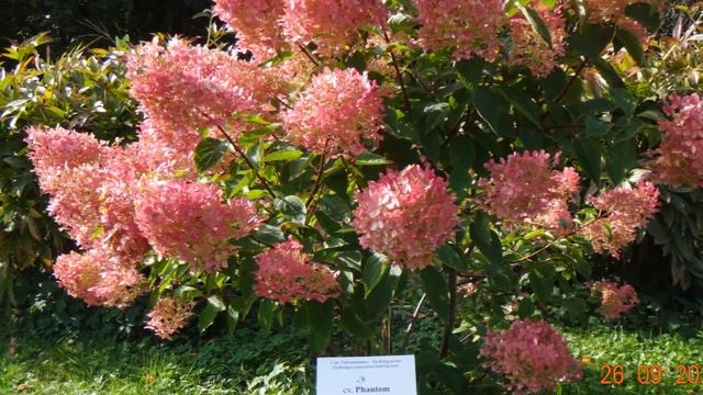 БОТАНИЧЕСКИЙ САД МГУ 26 09 23 смотреть онлайн