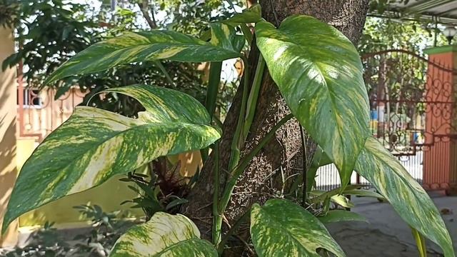 LUAR BIASA CEPAT PERTUMBUHAN Epipremnum Pinnatum Yellow Variegata