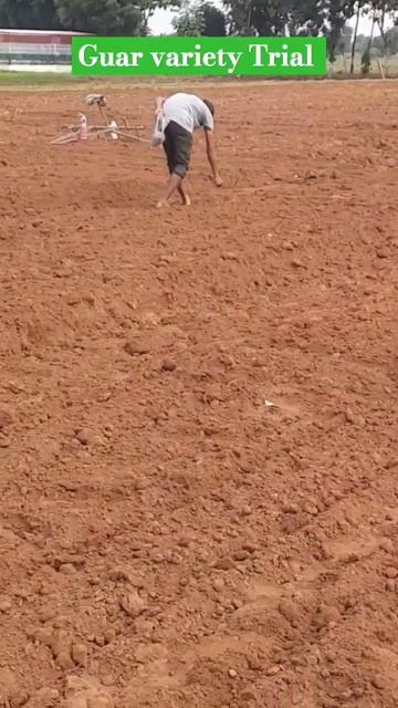 Sowing #agricultureindia #guar #india_agriculture #farmer #westernagriseedsltd#shorts смотреть онлайн