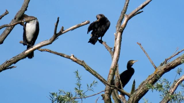 1103.Kormorán velký, Great Cormorant, Kormoran, Grand Cormoran, Большой баклан, Kormoran,Aalscholve смотреть онлайн