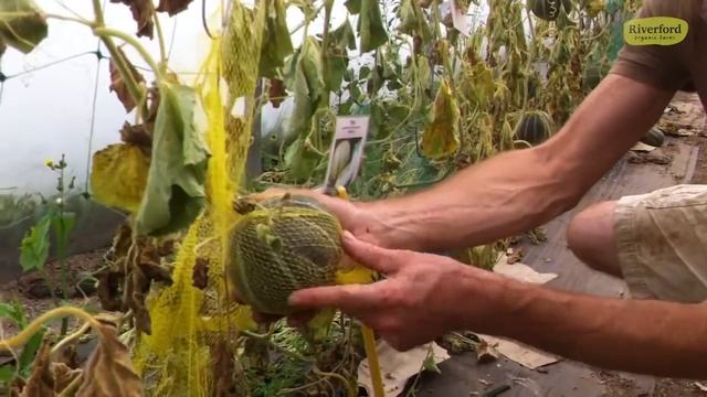 Riverford stories - Ed's melon nets смотреть онлайн