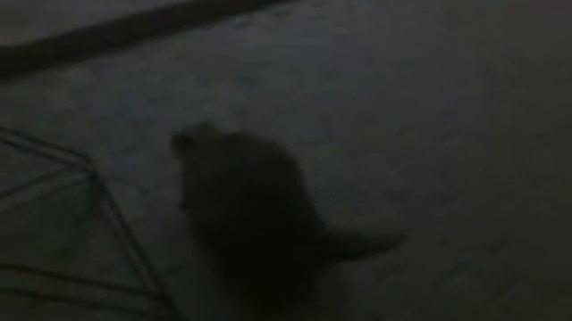 Бобры в городе! смотреть онлайн