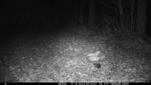 Куница,нашелся третий... смотреть онлайн