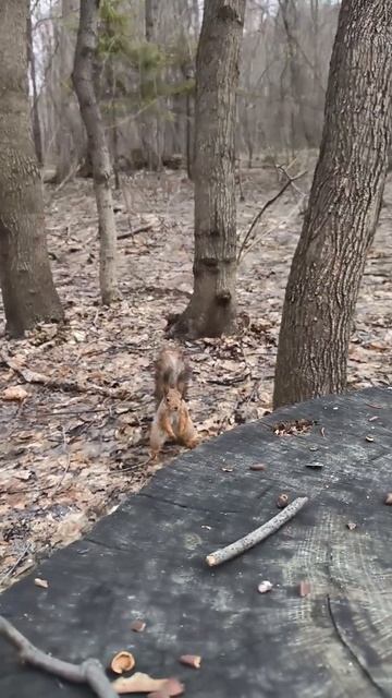Рыжик прибежала на большой пенёк первый раз этой весной #squirrel #wildlife #animals смотреть онлайн