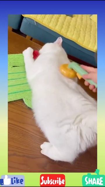 Every Cute Cat Need This!!🔥 |Cool gadgets | 🔥Smart Gadgets | 🔥Inventions for the Smart Home |#short смотреть онлайн