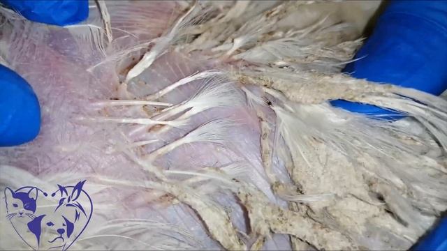 bird lice смотреть онлайн