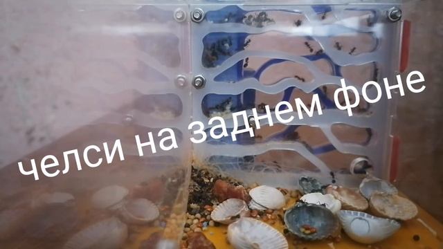 Ликуйте! Муравьи ВЕРНУЛИСЬ!!!!