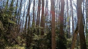 !Птицы радостно поют в прекрасный жаркий весенний день. Бицевский лесопарк