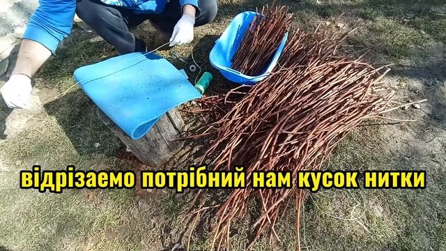 Нарізка та висадка чубуків 🍁 - черенків винограда 🍇 . 1 ч смотреть онлайн
