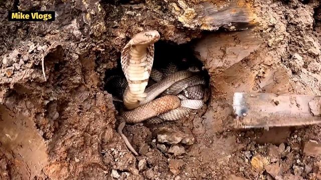 Young Boy Got Shocked When 100 King Cobra Roaring Underground | Mike Vlogs смотреть онлайн