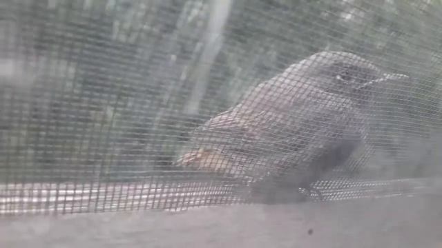 Помогите узнать Зверя... смотреть онлайн