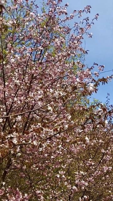 Цветение сакуры в Бирюлевском дендропарке #сакура #бирюлево #дендропарк #весна смотреть онлайн