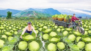Неугомонная Вьетнамка, сбор урожая капусты, продажа на сельском рынке.