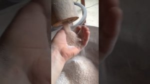 Мельница с старинными жерновами мелет пшеницу. Олег Пекарь
