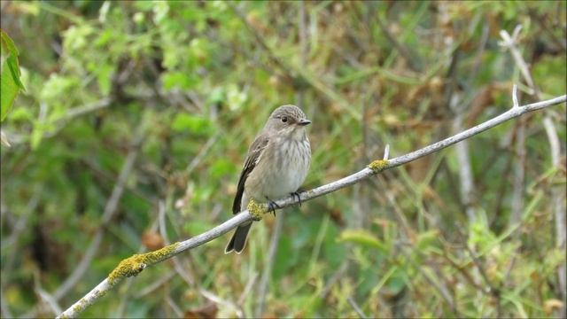 Spotted Flycatcher - Muscicapa striata - Grauwe vliegenvanger / Zeebrugge - Belgium / 9-9-2019 смотреть онлайн