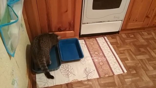 Кот обормот ! смотреть онлайн