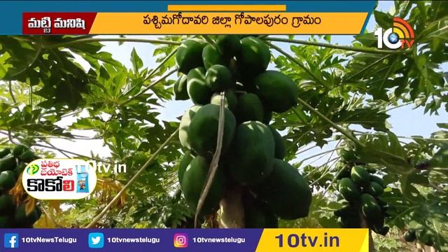 సెమీ ఆర్గానిక్ పద్ధతిలో బొప్పాయి సాగు | Papaya Cultivation in Semi Organic Method | 10tv смотреть онлайн