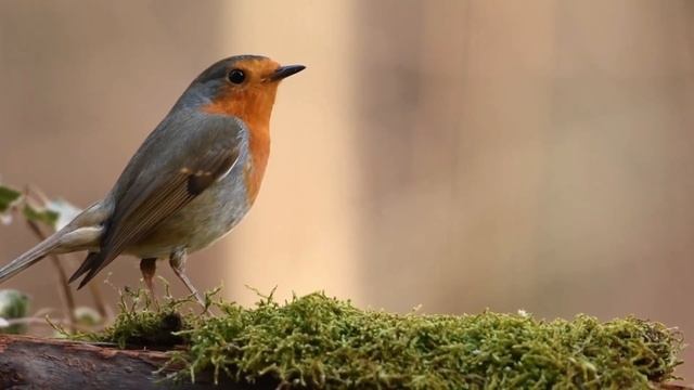 🐦Trinar de aves para dormir смотреть онлайн