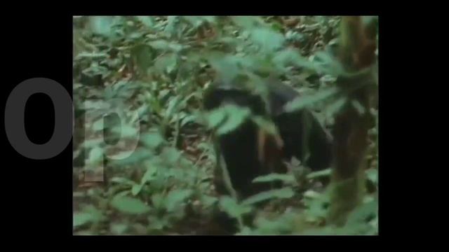 Chimpanzee:Hewan cerdas berprilaku kanibal(canibalis) смотреть онлайн