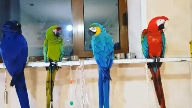 Наша радуга!) смотреть онлайн