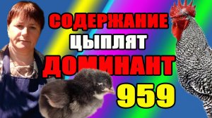 Цыплята ДОМИНАНТ 959. Переселение и содержание на выгуле.