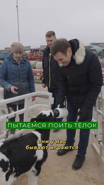 Милое видео с теленком на ферме! смотреть онлайн