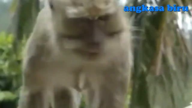 Fenomena Aneh Datangnya Kawanan Hewan смотреть онлайн