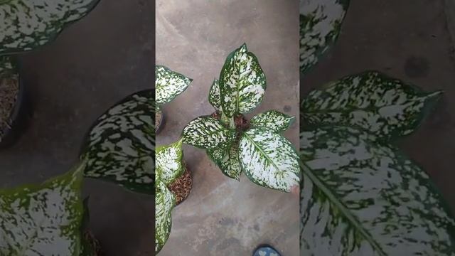 🔴live AGLONEMA di FB cuci gudang harga murah dari KHAKHI BUNGA. смотреть онлайн