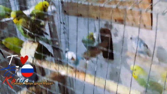 Разведение волнистых попугаев салатик для попугай смотреть онлайн