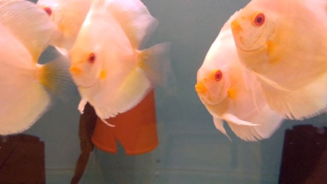 Дискусы Одессы +38 0679758689 смотреть онлайн