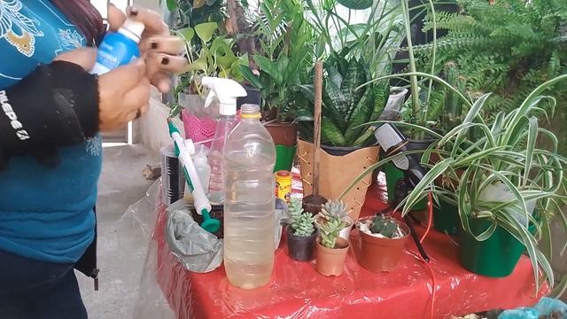 ensinando como fazer as vitaminas das minhas plantas mais uma vez смотреть онлайн