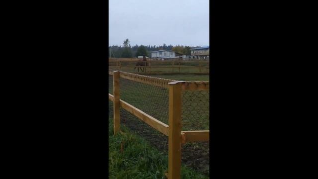 Лошадки смотреть онлайн