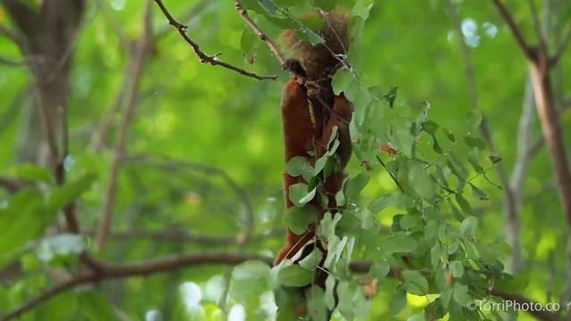 Pallas's squirrel - Краснобрюхая белка смотреть онлайн