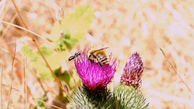 Slow motion Bee Bombus pascuorum смотреть онлайн