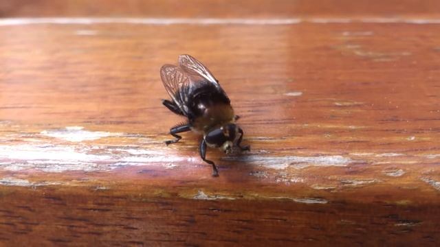 Schwebfliege смотреть онлайн