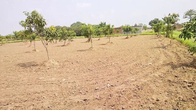 आम्रपाली आम की खेती का पूरी जानकारी Amrapali Aam ki kheti | Aam ki kheti kaise karen | mango farmin смотреть онлайн