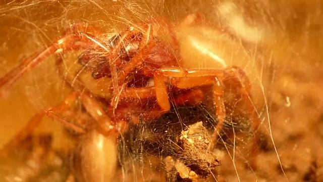 dysdera dettaglio accoppiamento смотреть онлайн