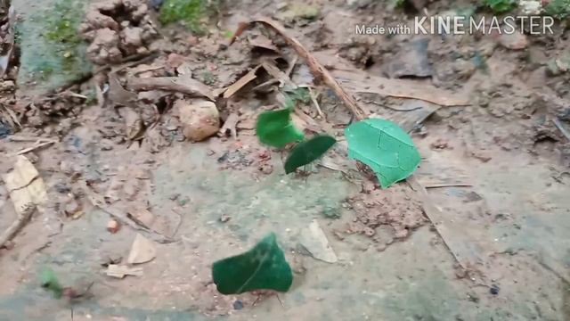 UN EJERCITO DE HORMIGAS DEVASTADORAS смотреть онлайн