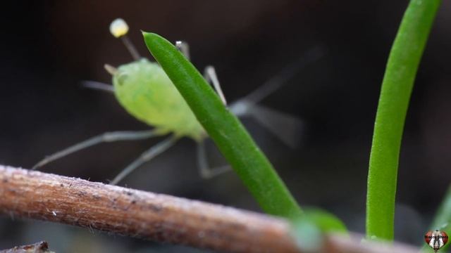 Aphid close up - Macro Videography - sony + Raynox DCR-250 - Macro Shots смотреть онлайн