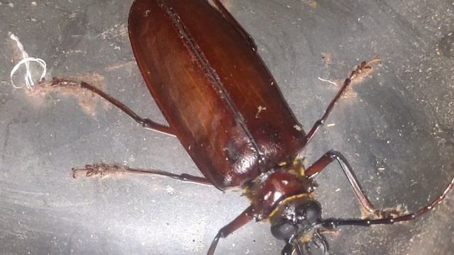 Weird and Strange Beetle | Derobrachus Geminatus | Insect | WVC | Wonderful Video Clips смотреть онлайн