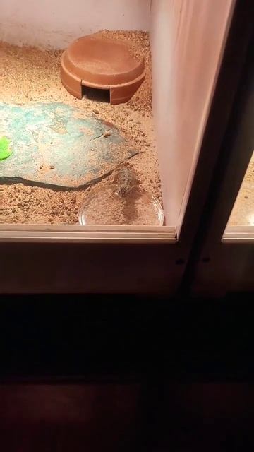 The best pet lizard #animals #shorts #lizard #pets #petlover #care #manedlizard смотреть онлайн