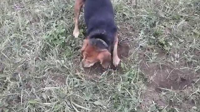 Собака ищет мышей смотреть онлайн