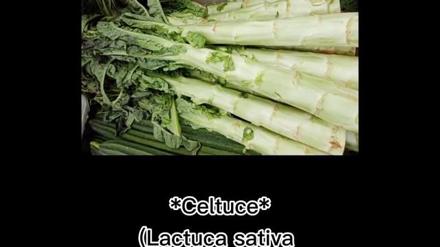 DIFFERENT KINDS OF VEGETABLES AND ITS SCIENTIFIC NAMES! #scientificnames #vegetables смотреть онлайн