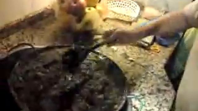 Preparam traditional o langusta cu intestine cu tot part .3 смотреть онлайн