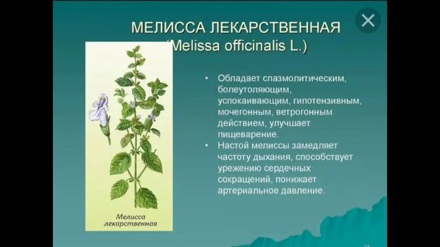 ВЕДЬМИНЫ ПАМЯТКИ, Милиса лекарственная..... смотреть онлайн