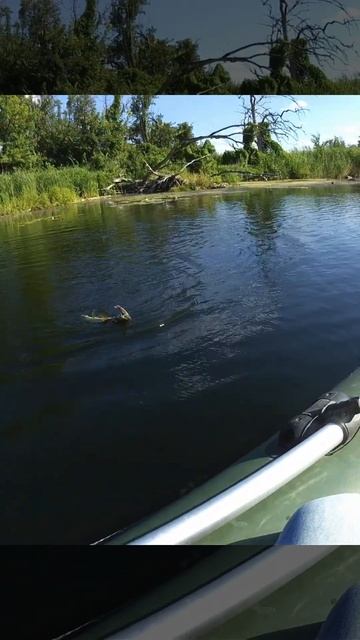Она за перекатом. Рыбалка на спиннинг. смотреть онлайн