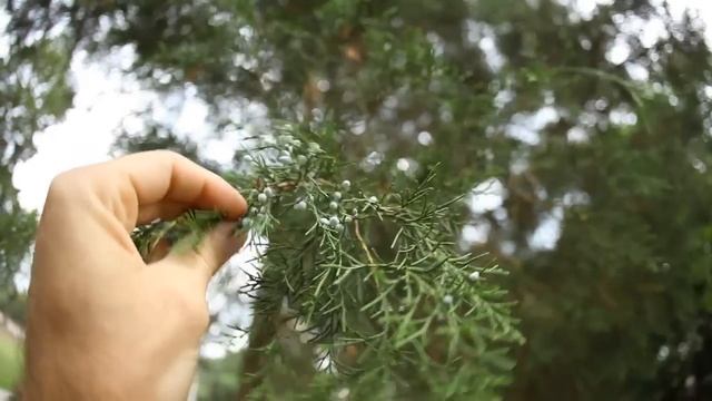 The Eastern Red Cedar's Interesting Story смотреть онлайн