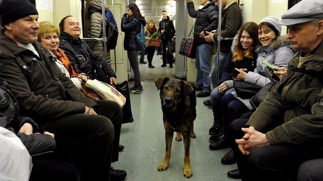 Собака забежала в вагон и села посередине. То, что произошло дальше, вызвало истерику! смотреть онлайн