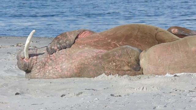 Walrus, Odobenus rosmarus, off Spitsbergen, Svalbard, Norway, 16 June 2015 (4/4) смотреть онлайн
