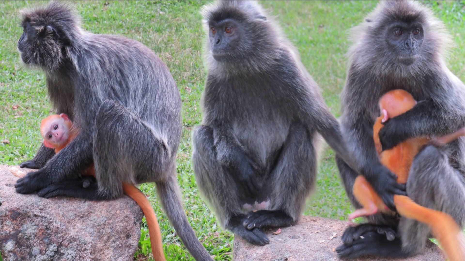 ГУЛЬМАНЫ, или ЛАНГУРЫ, или ХАНУМАНЫ…